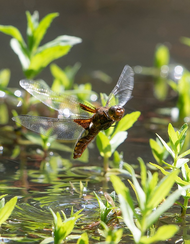 Libellula-depressa_-femmina-in-deposizione-(11).jpg