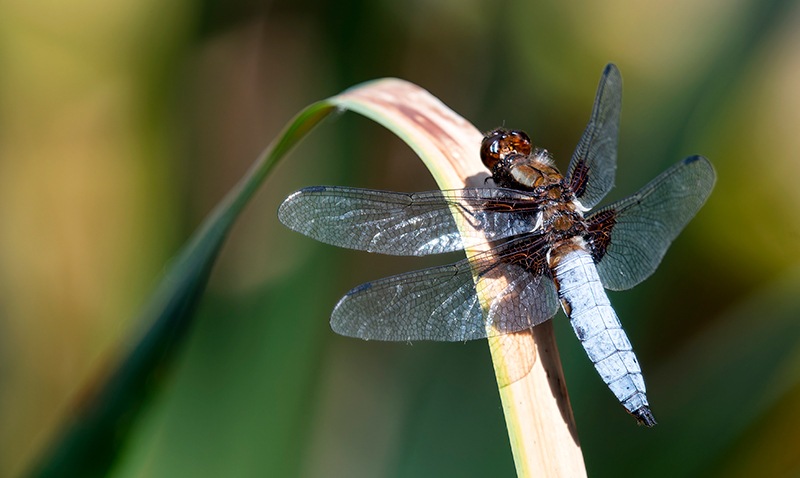 Libellula-depressa_-maschio-(102).jpg.0f4dbefddf79514689168600d9c88b63.jpg