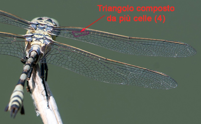 Lindenia-tetraphylla_-maschio-(33).jpg