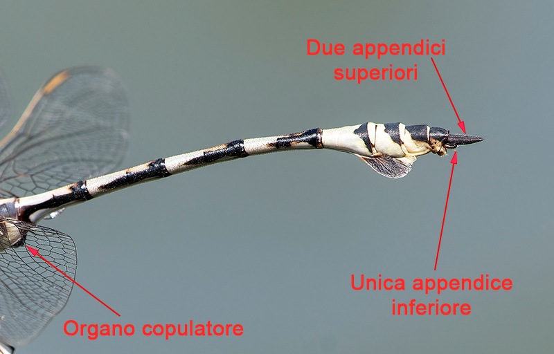 Lindenia-tetraphylla_-maschio-(46).jpg.350fb8da2d2ee338b602c5472a24834d.jpg