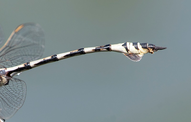 Lindenia-tetraphylla_-maschio-(46).jpg.e59b398f31f5e9b96679334751e1deec.jpg
