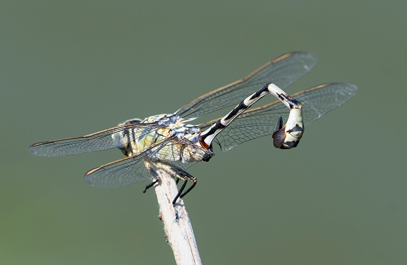 Lindenia-tetraphylla_-maschio-(55).jpg.fe3461d3e187a91b08867c2a1a733672.jpg