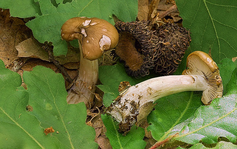 Lyophyllum-deliberatum-03-4.jpg