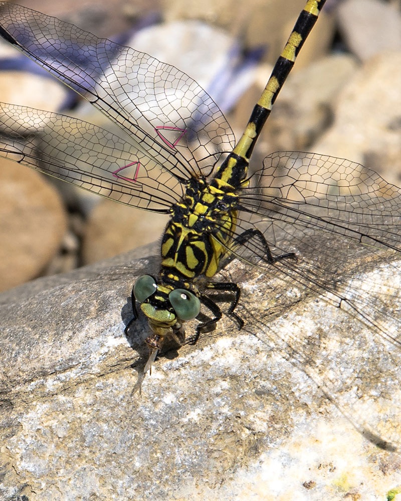 Onychogomphus-forcipatus.jpg.112006c2641493e00b8111ee99c61b03.jpg