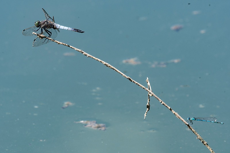 Orthetrum-cancellatum---Erythromma-lindenii-(1).jpg