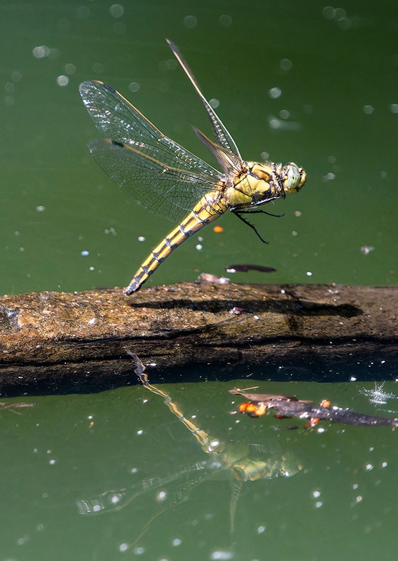 Orthetrum-cancellatum_-femmina-in-volo-per-ovideposizione-(21).jpg