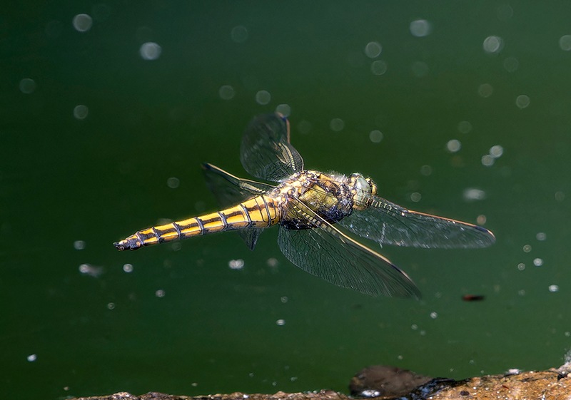 Orthetrum-cancellatum_-femmina-in-volo-per-ovideposizione-(22).jpg