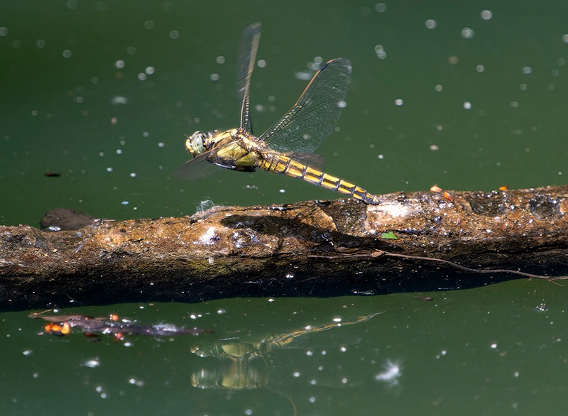 Orthetrum-cancellatum_-femmina-in-volo-per-ovideposizione-(24).jpg