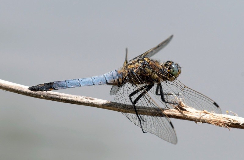 Orthetrum-cancellatum_-maschio-(47).thumb.jpg.cecd22c98176477c1ce0a29c177ef258.jpg