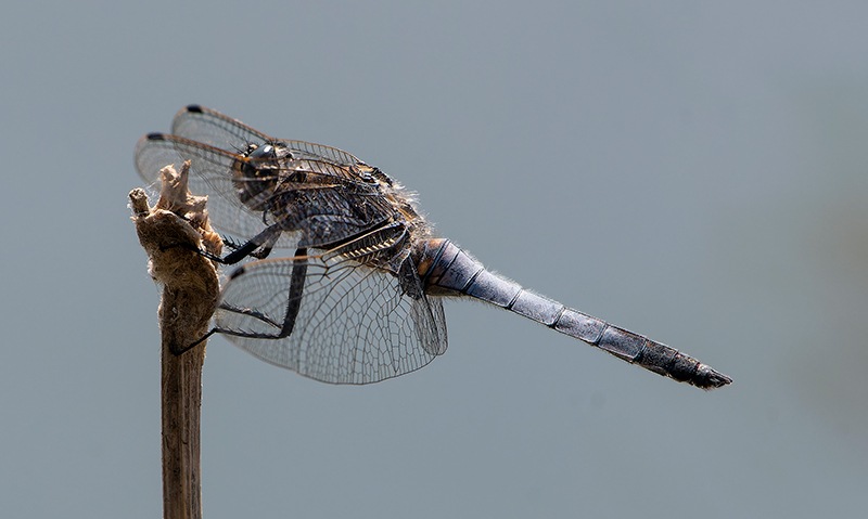 Orthetrum-cancellatum_-maschio-(49).jpg.9b52b876b63ab49f5a81bdbf54ee6c64.jpg
