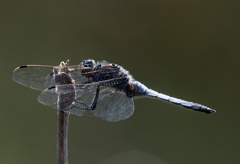 Orthetrum-cancellatum_-maschio-(50).jpg.22be2e41b9f2a50a7bbfa7c230a25016.jpg