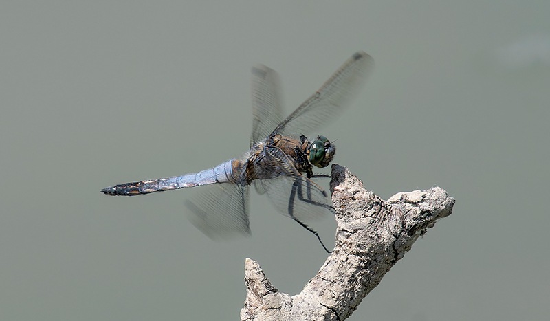 Orthetrum-cancellatum_-maschio-in-volo-(24).jpg.7f6ca4047089f3e98f357d057ca978cf.jpg