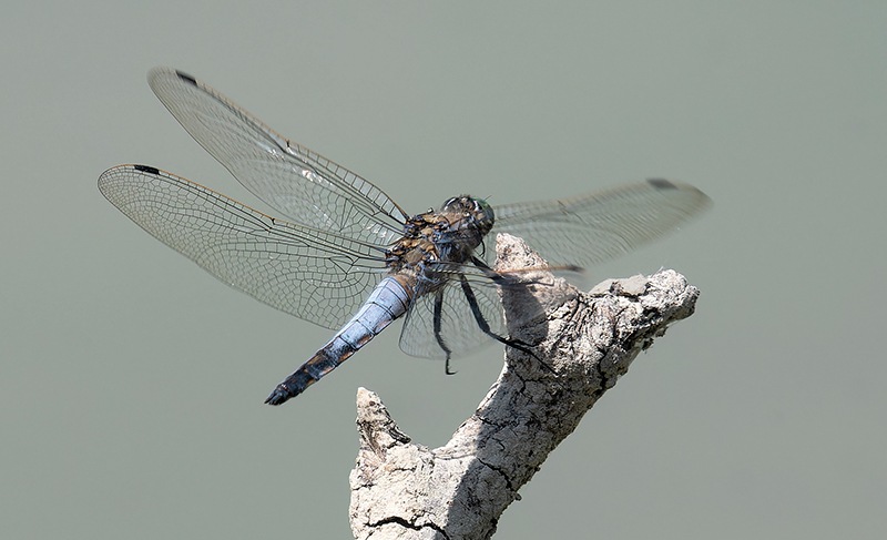 Orthetrum-cancellatum_-maschio-in-volo-(25).jpg.5c770866b1eabde89f079066d1397c93.jpg