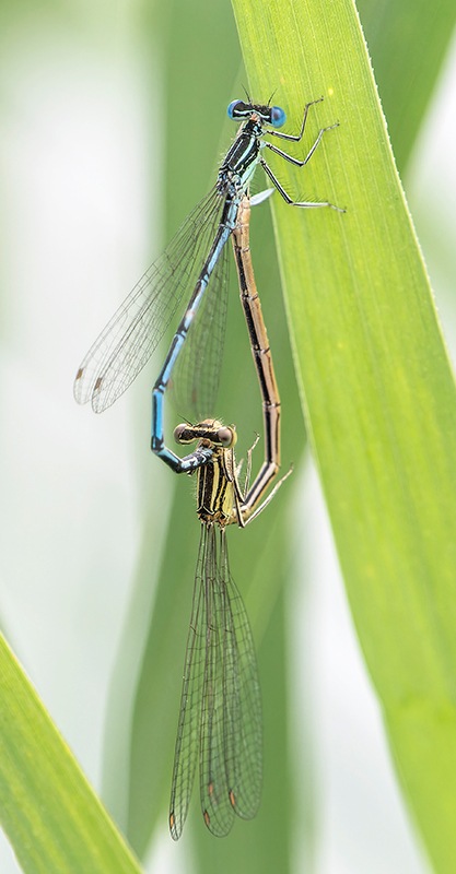 Platycnemis-pennipes_-copula-(49).jpg.e95ed7663c67ca6a184bd4442d90ee61.jpg