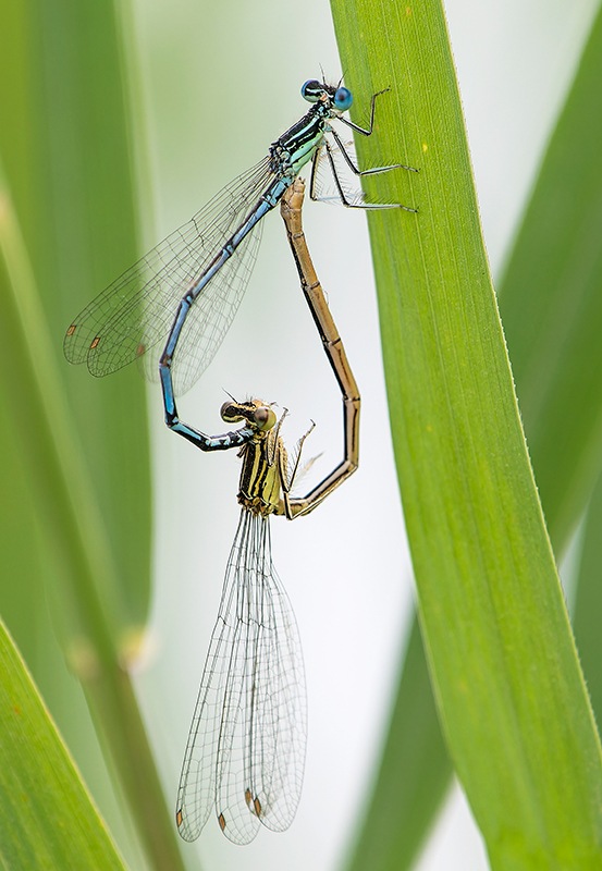 Platycnemis-pennipes_-copula-(51).jpg