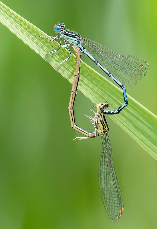Platycnemis-pennipes_-copula-(53).jpg.75e9bc21c0427f94902bc9e9dff96b08.jpg