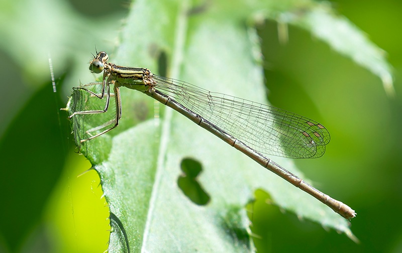 Platycnemis-pennipes_-femmina-(89).jpg.c91e1a848b0d04c483482d0d50bd8347.jpg