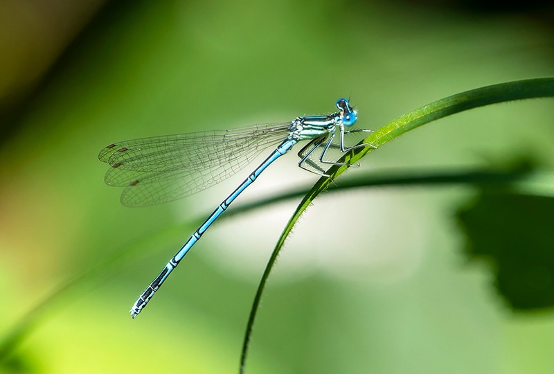 Platycnemis-pennipes_-maschio-(67).jpg.f00c687c87c44c08ac85777a72228d57.jpg