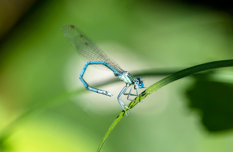 Platycnemis-pennipes_-maschio-(68).jpg.a205d32a128a0a34e9fa7b89422f2680.jpg