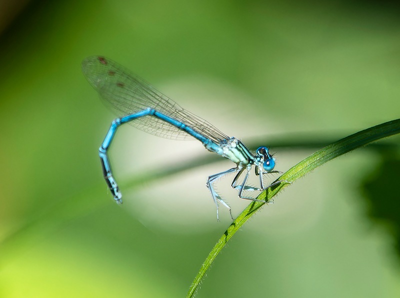 Platycnemis-pennipes_-maschio-(69).jpg.414f554d641ee551cade28165ca4fb91.jpg