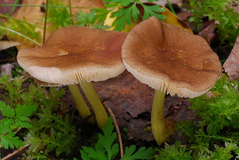 Pluteus-romellii-03.jpg