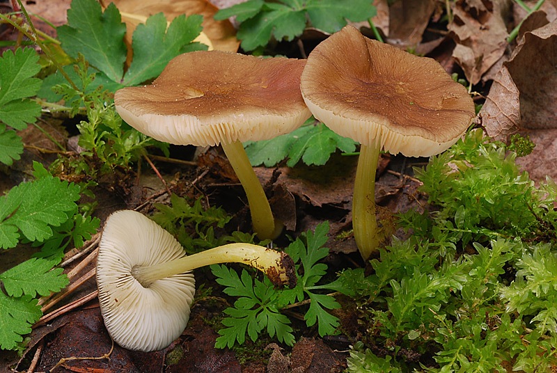 Pluteus-romellii-14.jpg