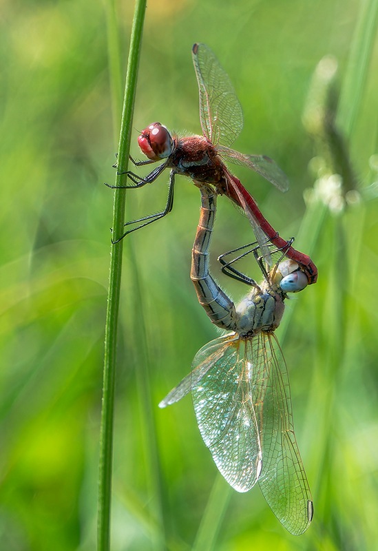 Sympetrum-fonscolombii_-copula-(17).jpg