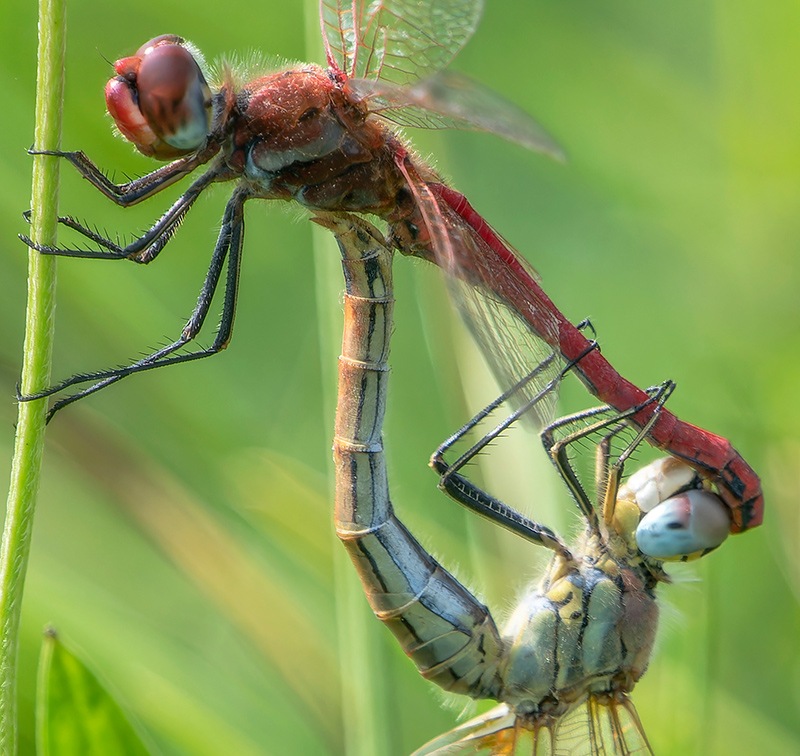 Sympetrum-fonscolombii_-copula-(18).jpg