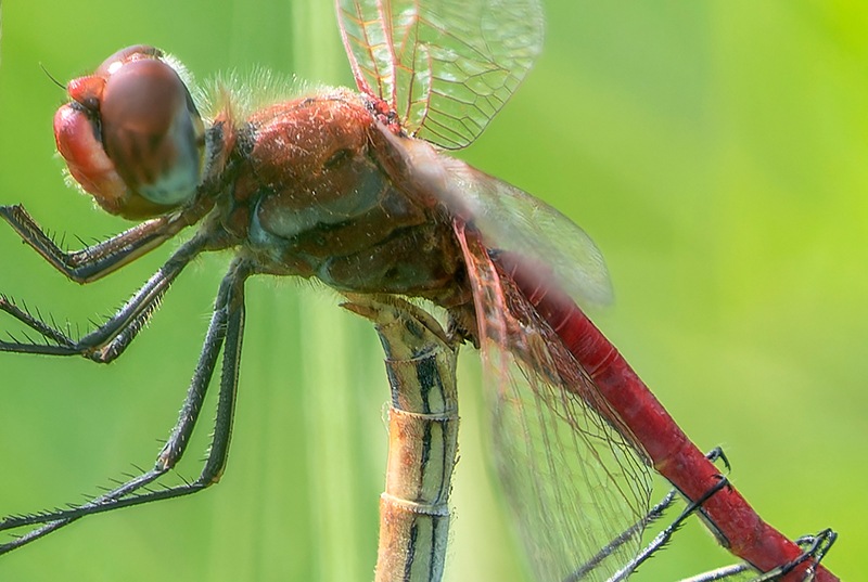 Sympetrum-fonscolombii_-copula-(19).jpg