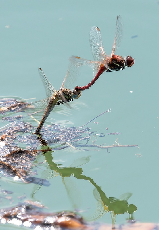 Sympetrum-fonscolombii_-tandem-volo-ovodeposizione-(10).jpg.d7c36ec71e09665ff32f49df853eb33c.jpg