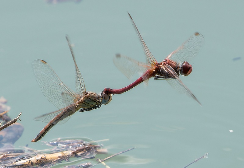Sympetrum-fonscolombii_-tandem-volo-ovodeposizione-(11).jpg.7f5303480ad7fdc9f2e39c3614dae079.jpg