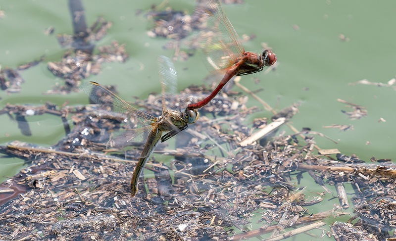 Sympetrum-fonscolombii_-tandem-volo-ovodeposizione-(12).jpg.9230d757237005e40560c8731d658d98.jpg