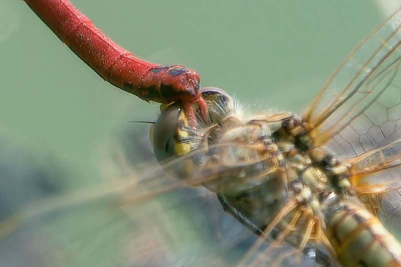 Sympetrum-fonscolombii_-tandem-volo-ovodeposizione-(13).jpg