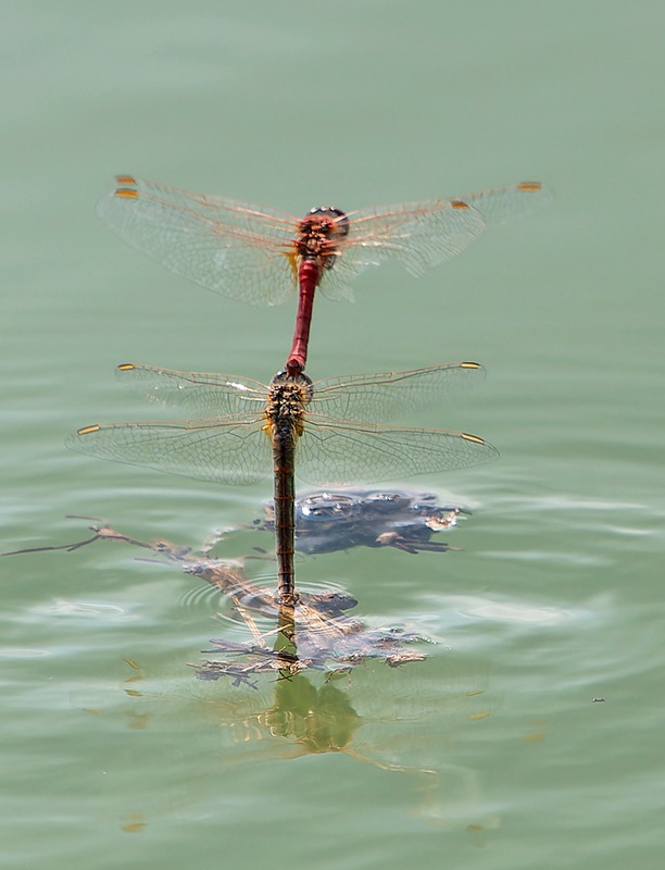 Sympetrum-fonscolombii_-tandem-volo-ovodeposizione-(9).jpg.aaa79c69f45ef593269e11197606dee2.jpg