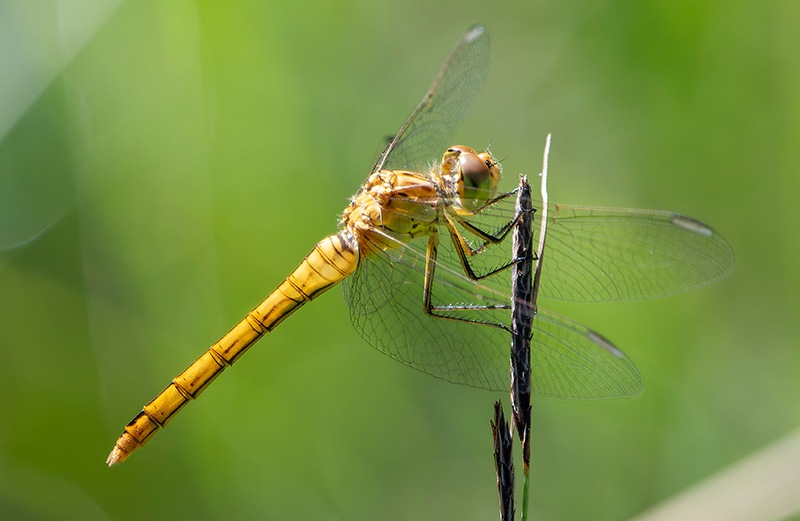 Sympetrum-meridionale_-femmina-(51).jpg.a88ee2814f5fb4f9cc9f5312f7fa10d0.jpg