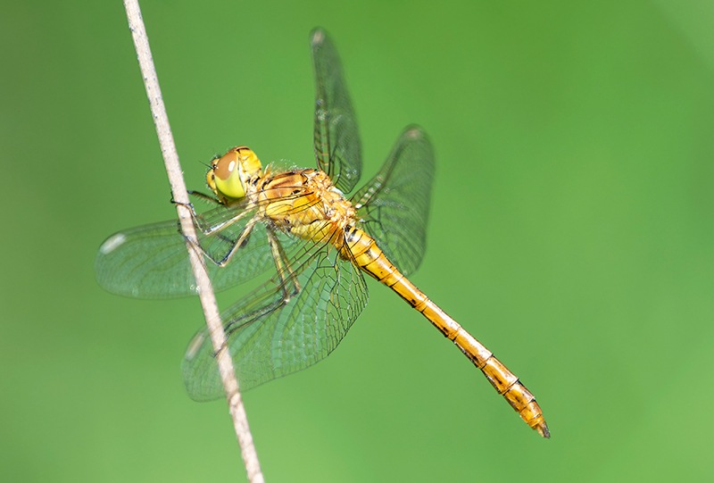 Sympetrum-meridionale_-maschio-immaturo-(41).jpg.698ea81b3eabdfb3ad589965261e658b.jpg
