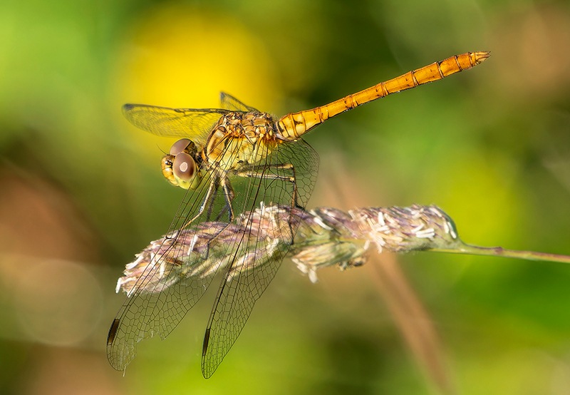 Sympetrum-meridionale_-maschio-immaturo-(42).jpg.829b5061f43a5b8f62e89bfeba1c7166.jpg