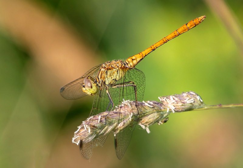 Sympetrum-meridionale_-maschio-immaturo-(43).jpg.c00886f188943df56160cb75c7edb860.jpg