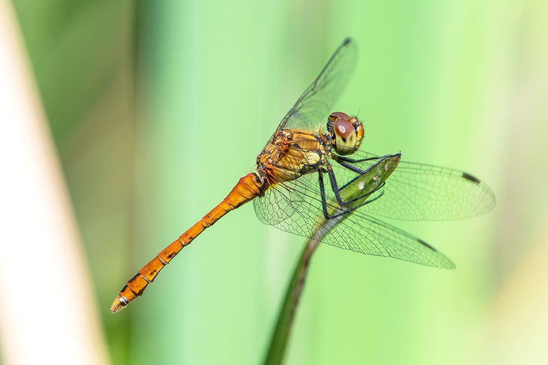 Sympetrum-sanguineum_-maschio-immaturo-(5).jpg.ecab0007e9b3a853ea7403efb69ee246.jpg