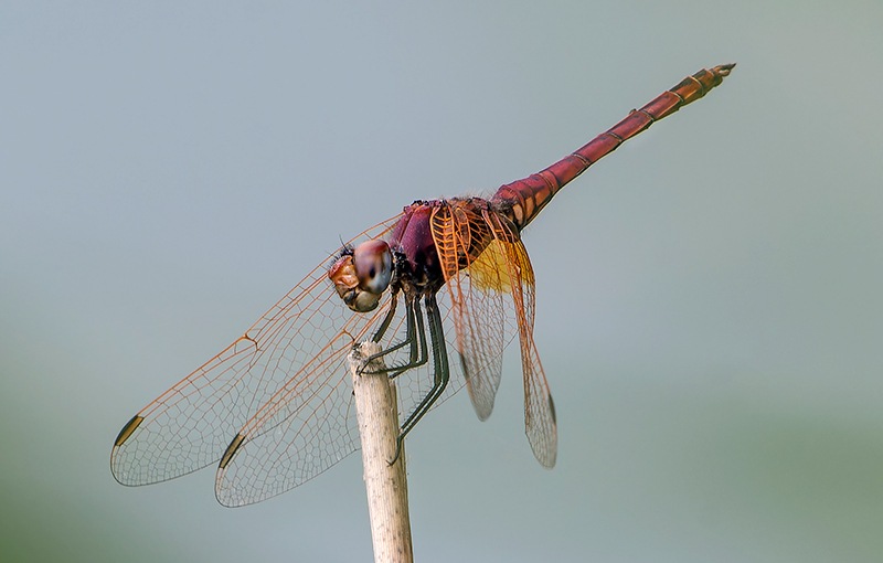 Trithemis-annulata_-maschio-(213).jpg.51d49648261da5af57134426eddeb62c.jpg