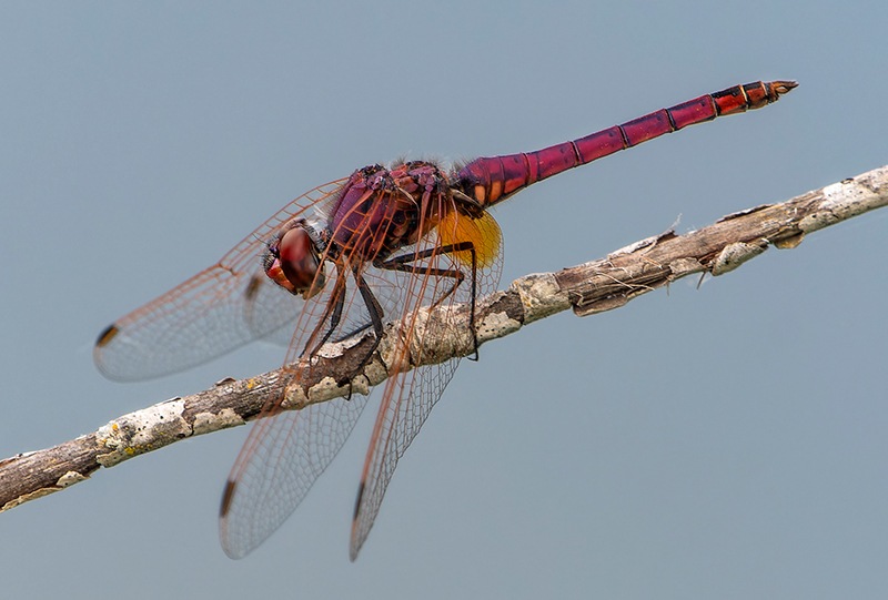 Trithemis-annulata_-maschio-(214).jpg.e86a9e65592aad918b5a717b7425bd22.jpg