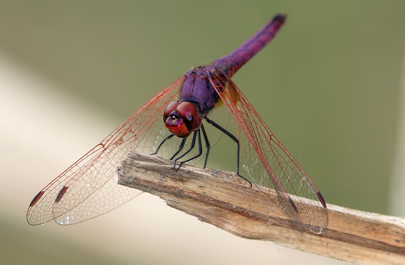 Trithemis-annulata_-maschio-(216).jpg.6e125ae9dd670e52bbc51e30764a1fe0.jpg