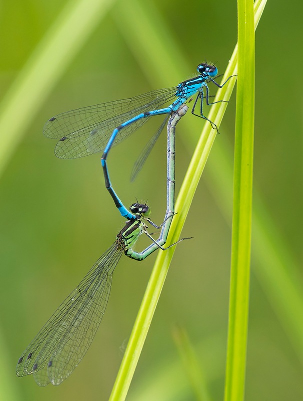 Coenagrion-puella-(9).jpg.06bf1cebb646d61d7ef30c89615d5442.jpg