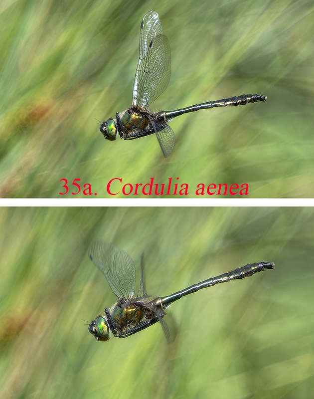Cordulia-aenea-per-AMINT-dicotomica.jpg.dfb4c8a75a47e65ff1be39adafedb8c8.jpg