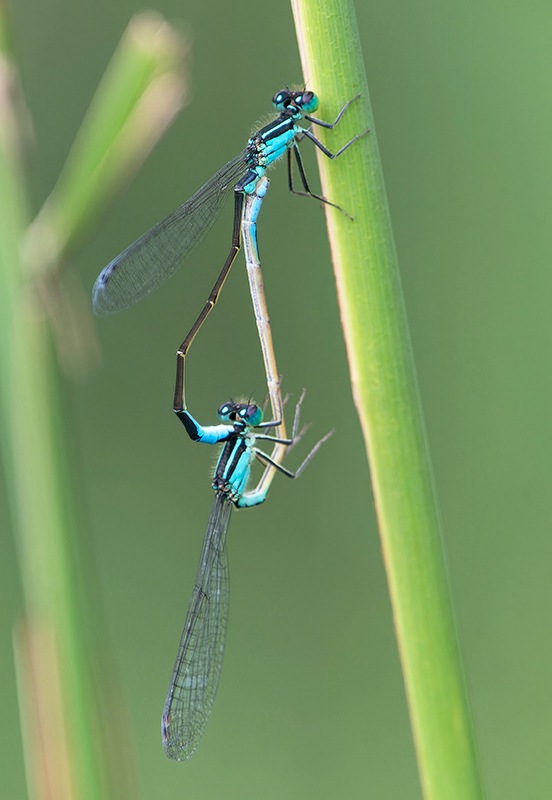 Ischnura-elagans-(2).jpg.56a9daf05db639dab6277f077f723dca.jpg