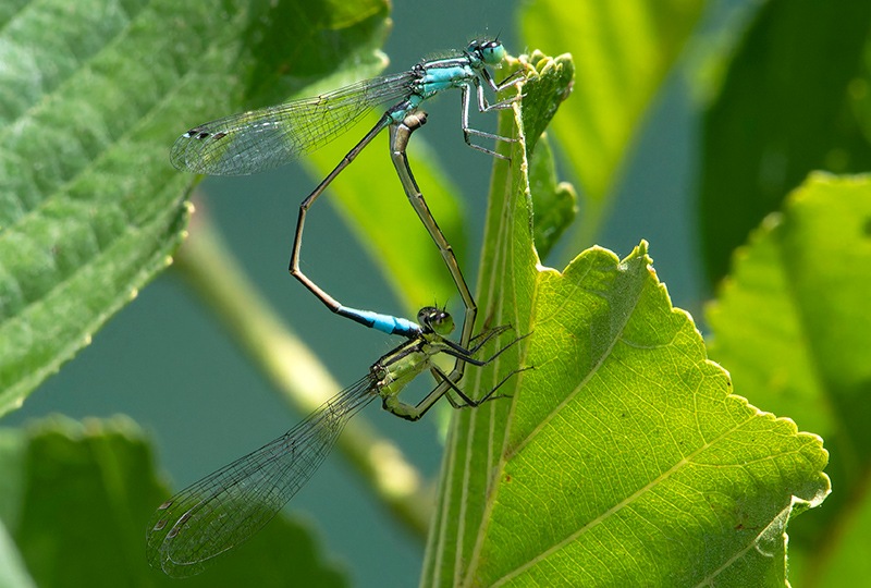 Ischnura-elegans-(3).jpg.3ba99bdff8f7d5ac0c95b48418fde818.jpg