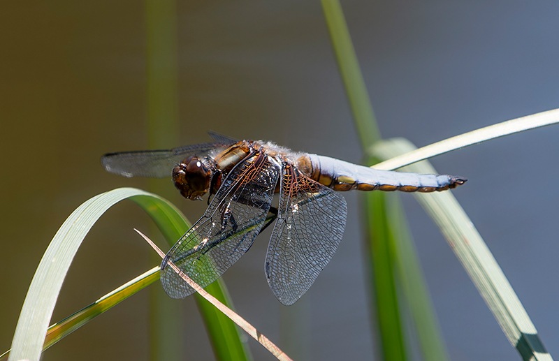 Libellula-depressa-(8).jpg.21012b7ed0f13a810bcc38003e9c8151.jpg