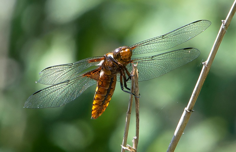 Libellula-depressa.jpg.9c6e51adf5f6435fc8e4ec291899bdcc.jpg