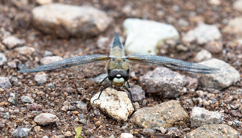 Libellula-quadrimaculata-(1).jpg.3821ea851de123313e686d3b6e6fcaba.jpg