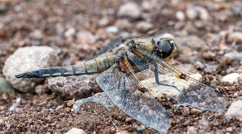 Libellula-quadrimaculata-(4).jpg.aa038c04ebfd6eb7e8acbfefed56236d.jpg